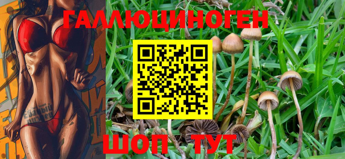 Галлюциногенные грибы Psilocybine cubensis  где купить наркоту  Каменск-Шахтинский  Вход с VPN 